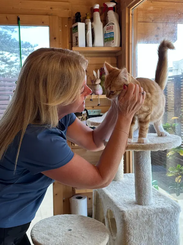 Cattery carer giving personal attention to a kitten at The DD's veterinary nurse cattery Sydney