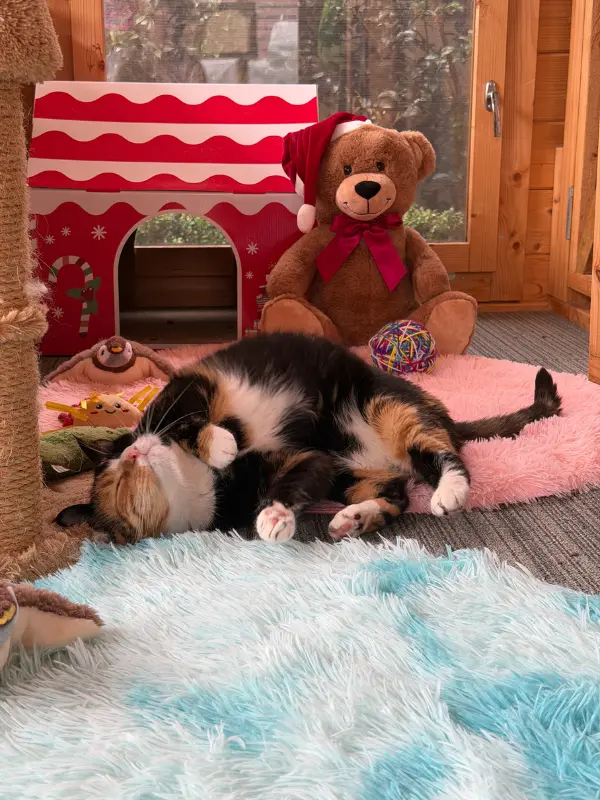 Calico cat resting in a cosy play area at The DD's luxury cat boarding Sydney