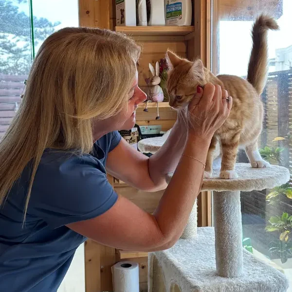 Cattery carer giving personal attention to a kitten at The DD's veterinary nurse cattery Sydney