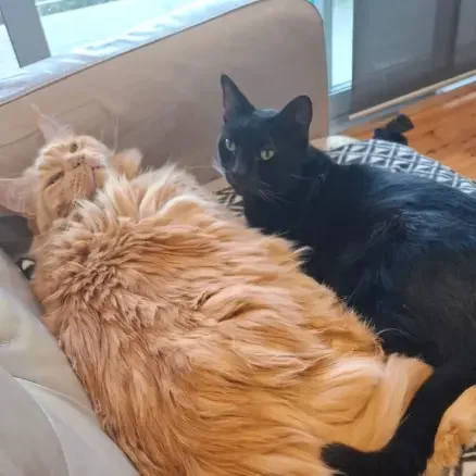 Two cats from the same home boarding together at The DD's boutique cattery Sydney