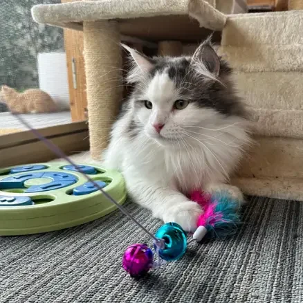 Long-haired cat relaxing with enrichment toys at The DD's boutique cattery Sydney