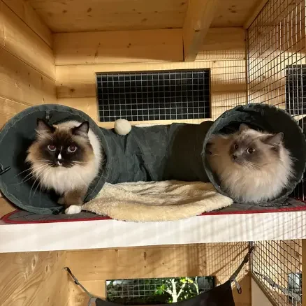 Two cats from the same home sharing a boarding room at The DD's cat boarding North Shore Sydney