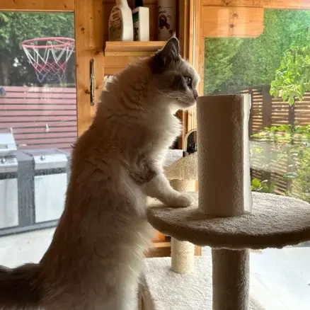 Cat using a tall scratching post at The DD's luxury cat boarding Sydney