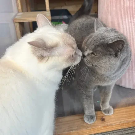 Pair of cats staying together at a cat boarding facility Killarney Heights